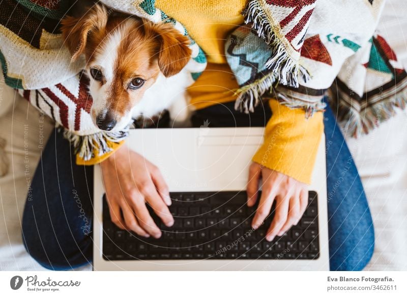 junge Frau, die mit Laptop und Mobiltelefon arbeitet, daneben süßer kleiner Hund. Auf der Couch sitzend, Schutzmaske tragend. Bleiben Sie zu Hause Konzept während Coronavirus covid-2019