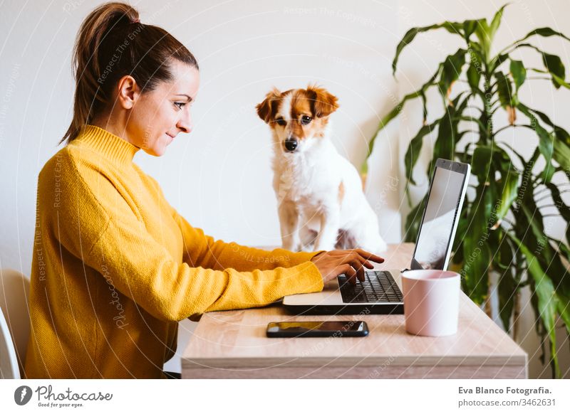 junge frau arbeitet zu hause am laptop, trägt schutzmaske, daneben niedlicher kleiner hund. arbeiten sie von zu hause aus, bleiben sie während des coronavirus covid-2019 concpt sicher