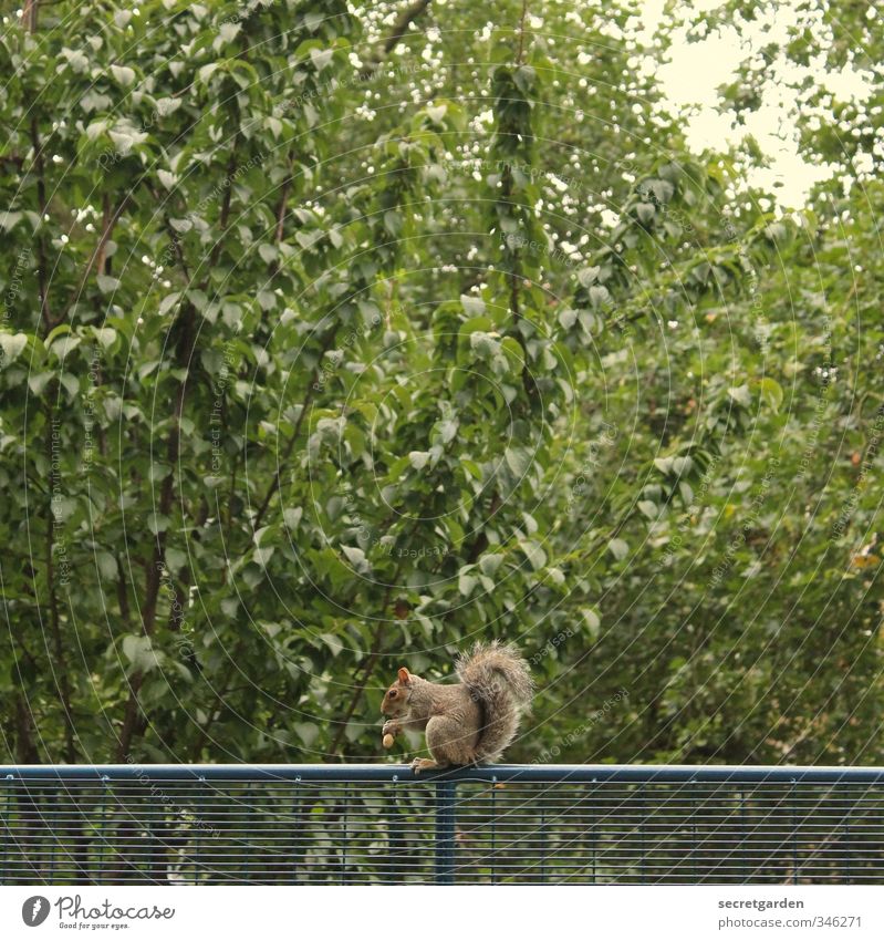 vorräte hamstern. Ernährung Umwelt Natur Tier Sommer Pflanze Baum Sträucher Grünpflanze Garten Park Wildtier Eichhörnchen 1 Tierjunges Essen füttern sitzen