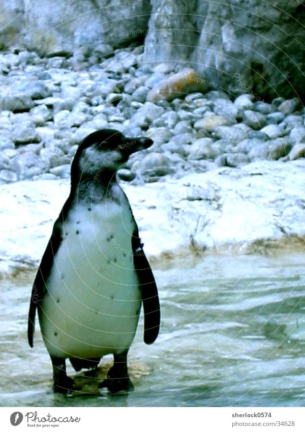 pinguin/1 Pinguin Tier kalt Zoo Schloss Schönbrunn Einsamkeit Eis Wasser