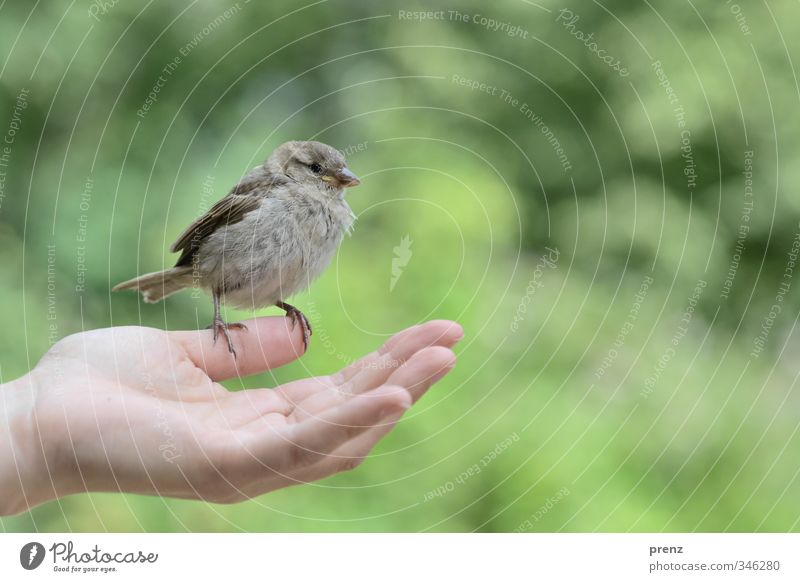 Vertrauen 1 feminin Hand Umwelt Natur Tier Wildtier Vogel grau grün Spatz sitzen Farbfoto Außenaufnahme Textfreiraum rechts Textfreiraum oben Tag