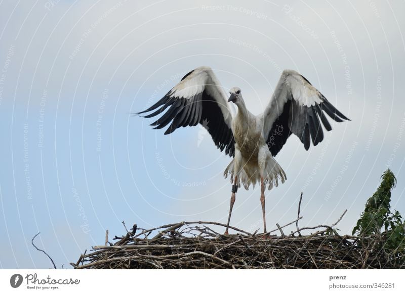 Flugversuch Umwelt Natur Tier Sommer Wildtier Vogel 1 blau schwarz weiß Storch Weißstorch Horst Nest flattern Tierjunges Farbfoto Außenaufnahme Menschenleer