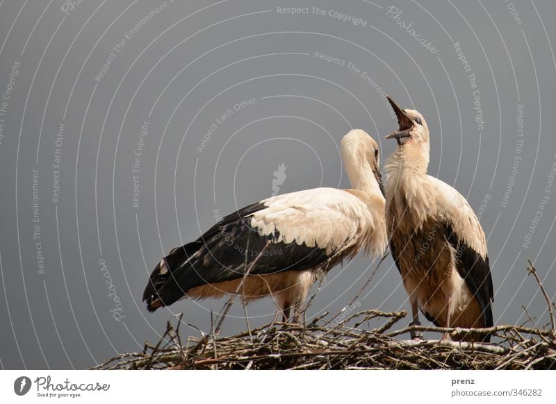 Horsti Umwelt Natur Tier Schönes Wetter Wildtier Vogel 2 grau weiß Storch Tierjunges Nest Weißstorch Farbfoto Außenaufnahme Menschenleer Textfreiraum links