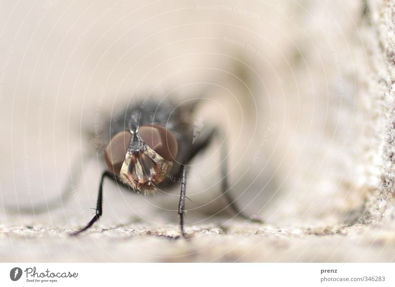 makro Umwelt Natur Tier Wildtier 1 braun grau Fliege Insekt Blick Farbfoto Außenaufnahme Nahaufnahme Makroaufnahme Menschenleer Textfreiraum oben Tag