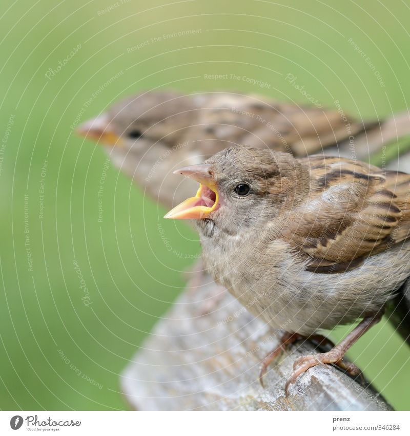 zwei Umwelt Natur Tier Wildtier 2 braun grün Spatz Nahaufnahme Farbfoto Außenaufnahme Menschenleer Textfreiraum links Tag Schwache Tiefenschärfe Porträt