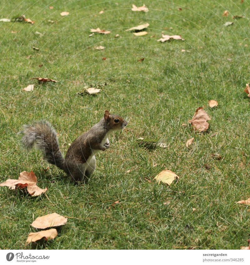 Tote Blätter und ein neugieriges Eichhörnchen. Natur Erde Herbst Gras Blatt Garten Park Wiese Tier Wildtier 1 beobachten stehen warten frech klein lustig