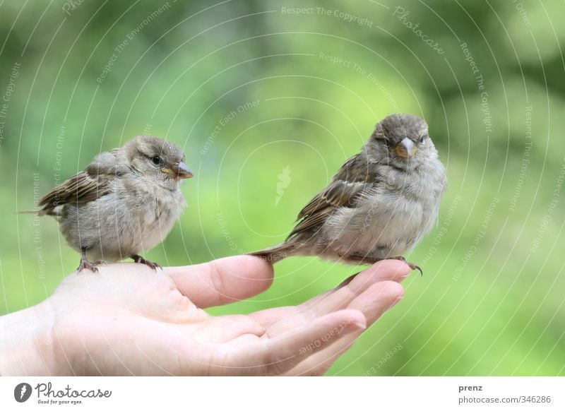 Vertrauen 2 feminin Hand Finger Umwelt Natur Tier Wildtier Vogel grau grün Spatz sitzen Farbfoto Außenaufnahme Textfreiraum oben Tag Tierporträt Vorderansicht