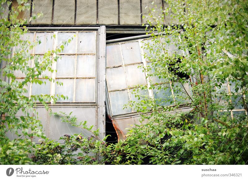 tor kaputt Natur Pflanze Baum Sträucher Blatt Grünpflanze Garten Fabrik Tor Bauwerk Gebäude Architektur Tür Glas alt Verfall verwuchert Fenster Fensterscheibe