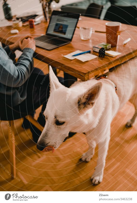 Weißer Schäferhund im Homeoffice weiß Tier Haustier Hund Ohren süß sehr geehrt niedlich Treue Spielen Zuneigung Liebe Fell Nase schnupfen Tierliebe