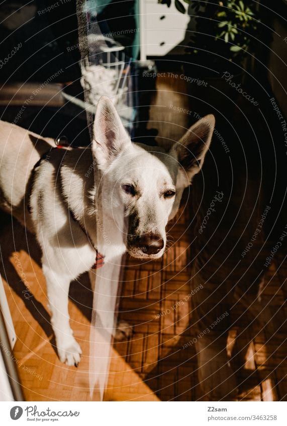 Weißer Schäferhund beim Baden schäferhund weiß tier haustier ohren süss lieb niedlich fell nase schnautze Beschäftigung Tierporträt scheibe Reflektion holz