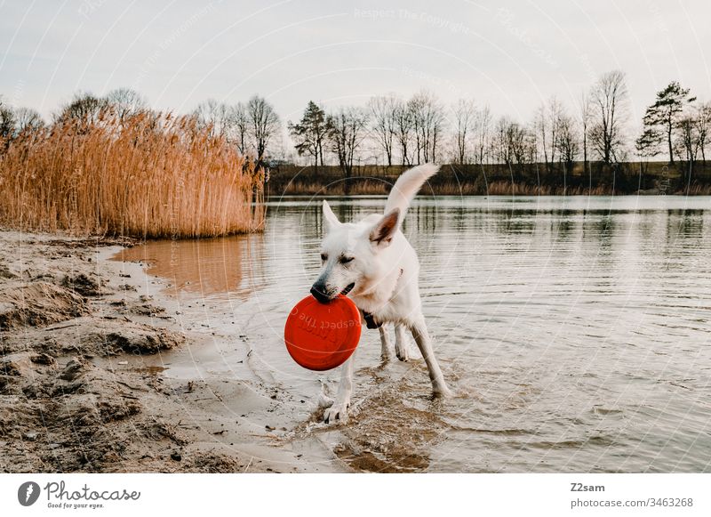 Weißer Schäferhund mit Frisbee schäferhund weiß tier haustier ohren süss lieb niedlich treue draußen gassi gehen spielen zuneigung liebe fell nase schnautze