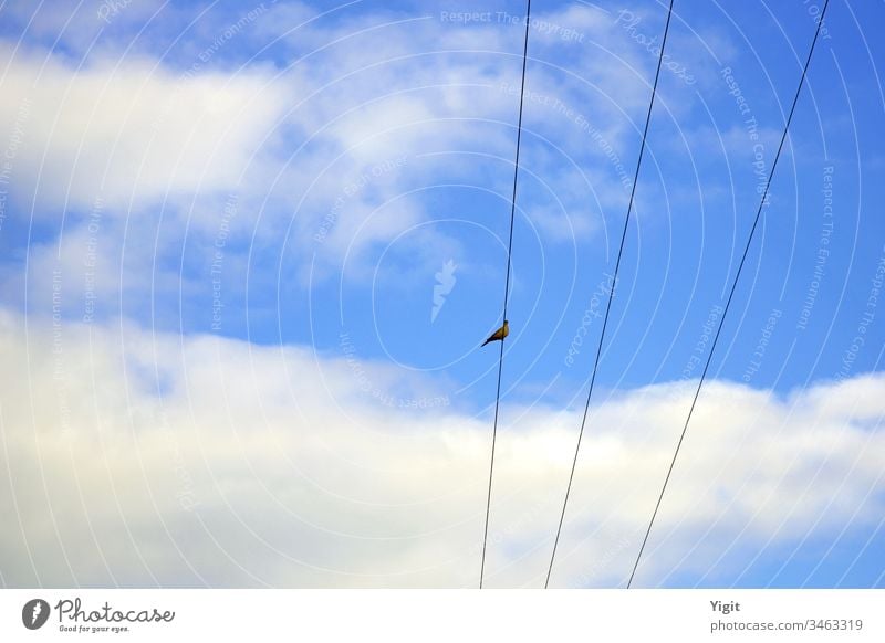 Auf dem Stromkabel ruhende Hohltaube (Streptopelia decaocto ) Vogel Kabel Himmel blau Wolken Tag Kragentaube Textfreiraum links Textfreiraum oben Tier wild