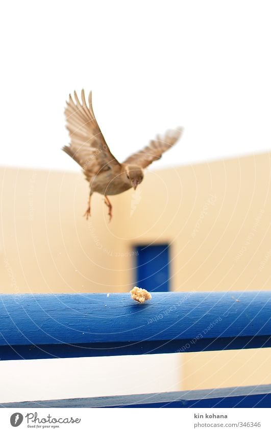 anflug Garten Tier Wildtier Vogel Spatz 1 Bewegung Essen fliegen füttern Appetit & Hunger Flügel gefiedert Landen Brot Brotkrümel nähern Vorsicht blau Neugier