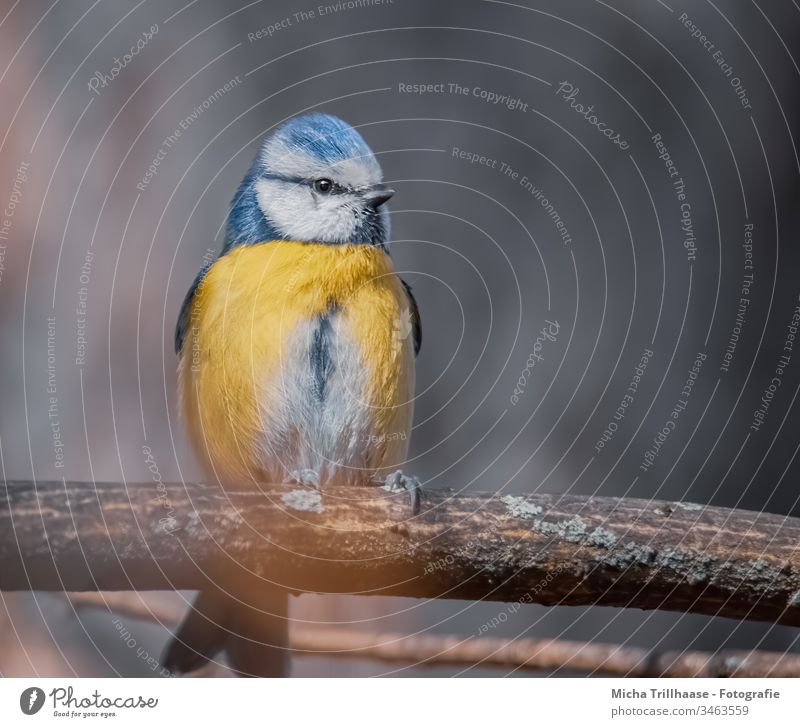 Blaumeise im Sonnenlicht Cyanistes caeruleus Meisen Vogel Tiergesicht Kopf Schnabel Auge Feder gefiedert Flügel Krallen Wildtier Zweige u. Äste Baum Natur