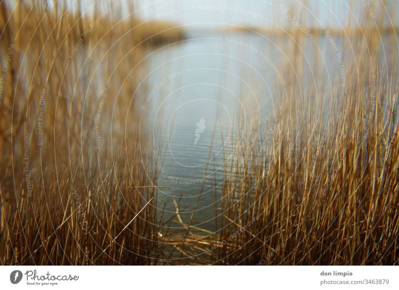 Strandseelandschaft im selektiven Fokus Teichufer Schilf Natur Außenaufnahme Landschaft Wasser Prisma Pflanze Farbfoto Schwache Tiefenschärfe Menschenleer