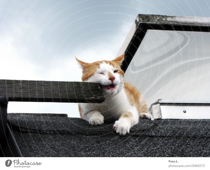 Auf dem Flachdach schmuste der rot-weiße Kater ein wenig mit einer alten Holzleiter. Nun denn ... Dach Sonne Katze Tier Haustier Außenaufnahme Farbfoto