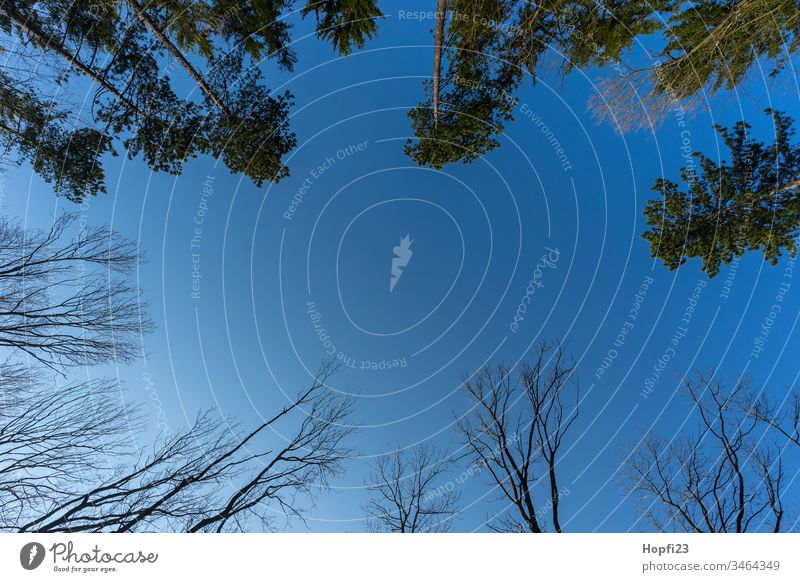 Blick in den Himmel blau Wald Mischwald Nadelbaum Laubbaum Kiefer Kiefern Buche Buchen klar hoch sehen Landschaft Natur draußen Spaziergang wandern Erholung