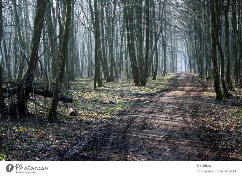 die richtung stimmt Umwelt Natur Landschaft Herbst Winter Pflanze Baum Wald wandern Fußweg Nebel Forstwirtschaft Forstweg Moos natürlich Erholung ruhig Schneise