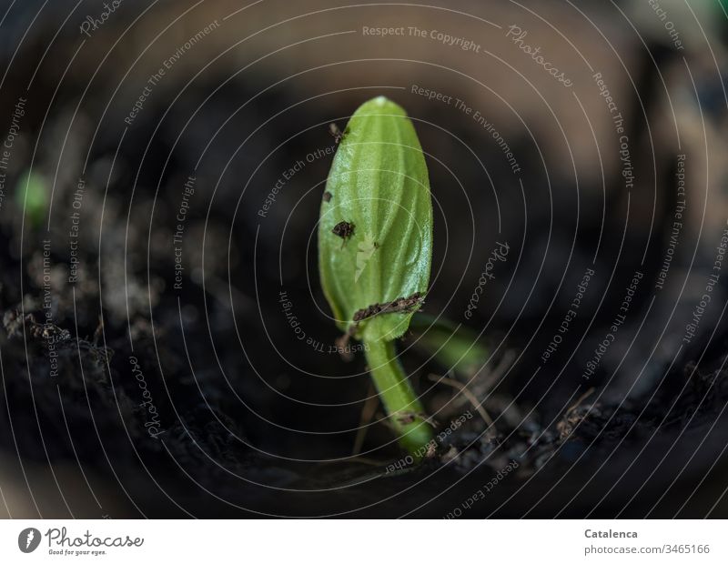 Ein Zucchini Keimling sprießt keimling wachsen schnell Pflanze Natur Wachstum Frühling Gemüse Erde sprießen frisch Boden Feld Samen grün natürlich organisch