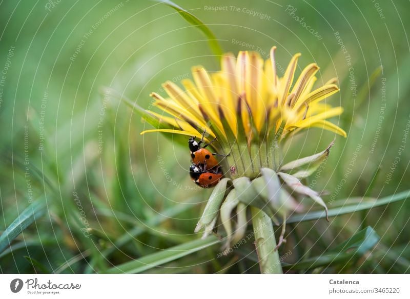 Lebensnotwendig | Sex Flora Fauna Pflanze Tier Insekt Käfer Marienkäfer Unkraut Löwenzahn Blüte Blütenblätter krabbeln Begattung Sommer Wiese Grün Gelb Orange