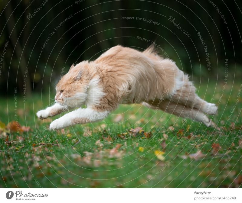 Maine Coon Katze rennt über die Wiese schnell wie der Wind springt flauschig fluffig wind wiese natur draußen garten herbst laub fokussiert