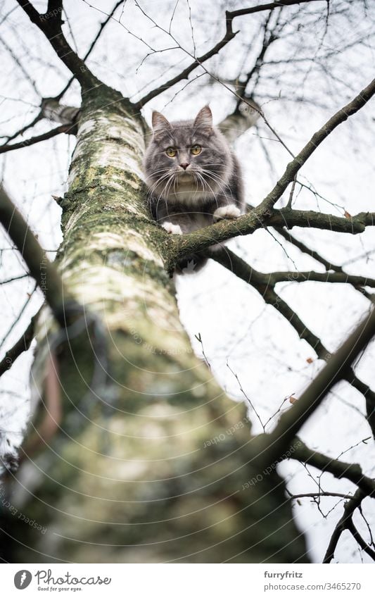 Maine Coon Katze sitzt auf dem Ast einer Birke und sieht herunter im Freien Vorder- oder Hinterhof Garten Natur Ein Tier Rassekatze Haustiere katzenhaft Fell