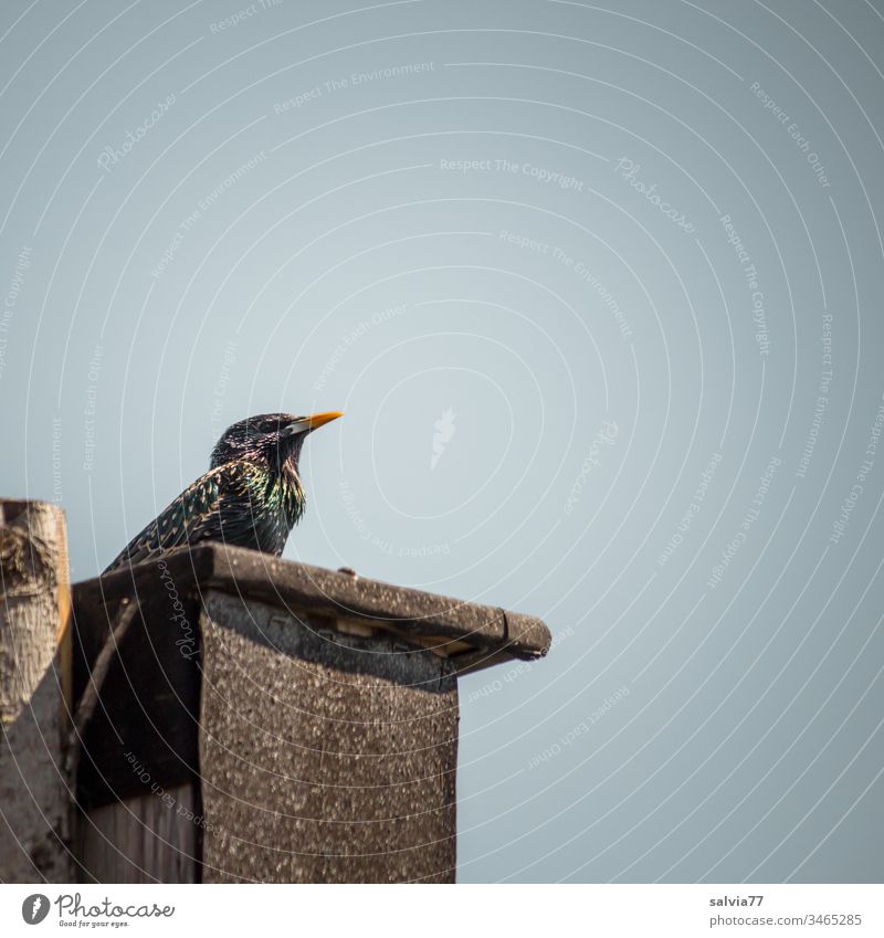 mein Haus Natur Frühlingsgefühle Menschenleer Farbfoto Außenaufnahme Umwelt Himmel Vogel Star Ornithologie singen balzend Flügel Tierporträt Wildtier natürlich