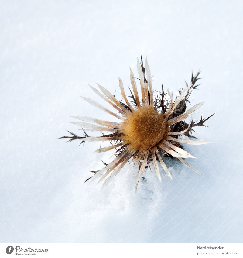 Freigestellt im Schnee Natur Pflanze Winter Klima Eis Frost Wildpflanze Blühend glänzend verblüht ästhetisch außergewöhnlich Freundlichkeit braun weiß ruhig