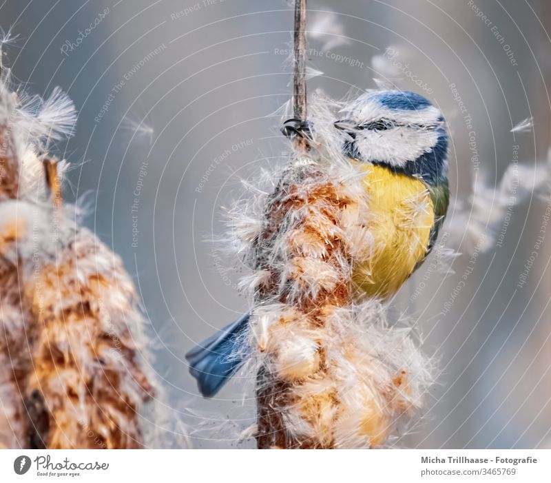 Blaumeise zerrupft einen Rohrkolben Cyanistes caeruleus Vogel Meisen Kopf Tiergesicht Feder Auge Schnabel gefiedert Krallen Flügel Wildtier Schilf Schilfrohr