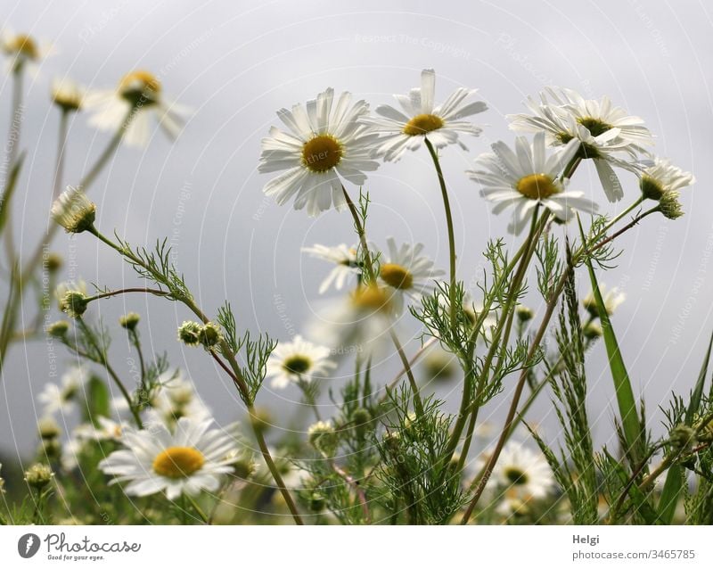 blühende Kamillenpflanzen auf einem Feld vor grauem Himmel Kamillenblüten Blume Blüte Pflanze Natur Landschaft Sommer Tag Außenaufnahme Schwache Tiefenschärfe