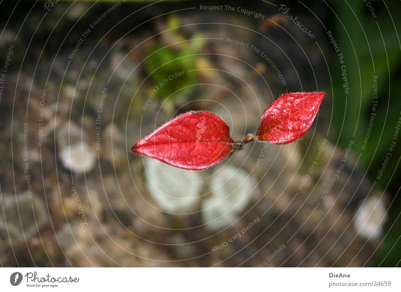 Eigenwillig Pflanze Blatt rot Herbst November grau Überleben Wunsch stark Kämpfer Natur Stein moss binden trotzen Einsamkeit wilful leaves red fallen stone