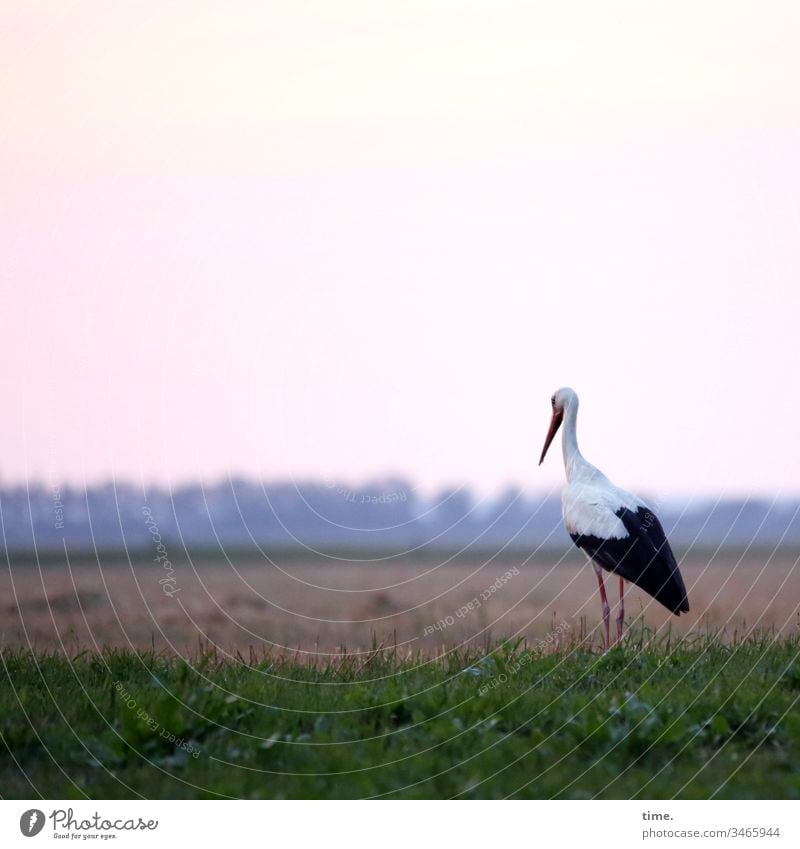 food watch wiese tiere leben himmel schauen beschäftigt storch warten beobachten fokussieren geduld horizont abend abendstimmung abendbrot appetit vogel stehen