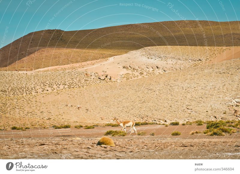 Die Wüste lebt ... Umwelt Natur Landschaft Tier Urelemente Sand Himmel Wolkenloser Himmel Horizont Klima Schönes Wetter Wildtier 1 trist trocken wild blau