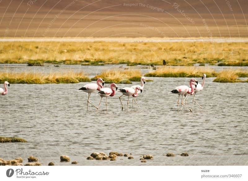 Flamingoes Sommer Umwelt Natur Landschaft Urelemente Erde Klima Schönes Wetter Seeufer Wüste Oase Tier Wildtier Vogel Tiergruppe klein rosa Chile Südamerika