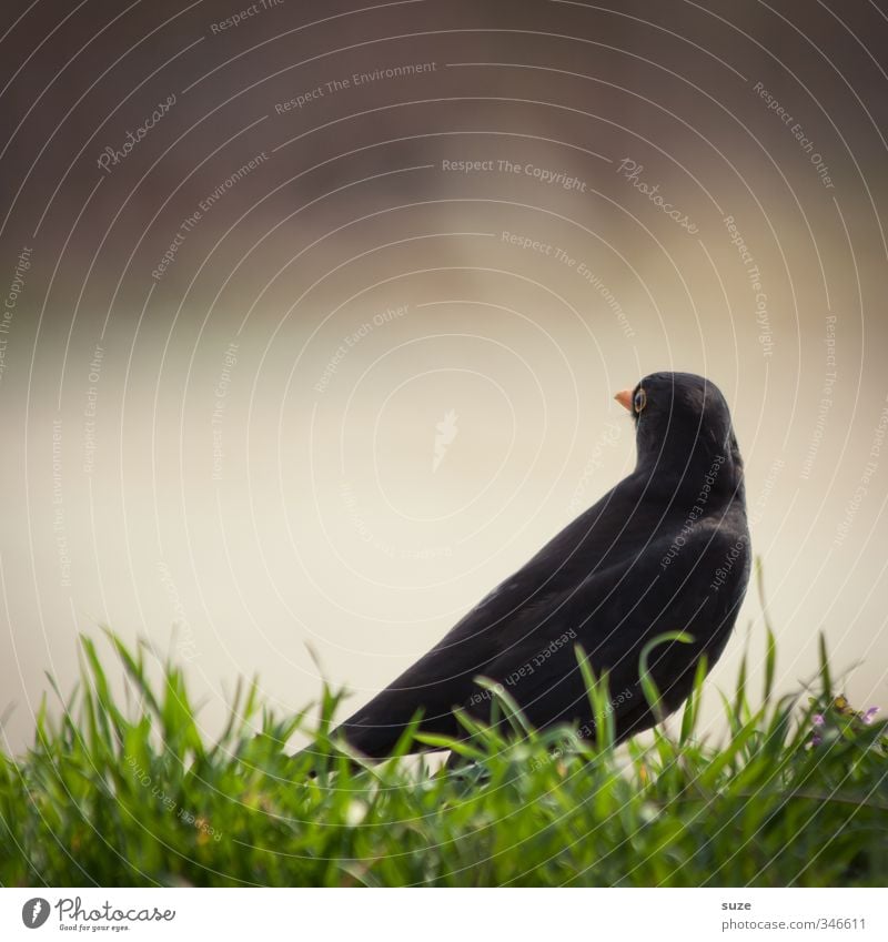 Amselblick Umwelt Natur Tier Schönes Wetter Gras Wiese Wildtier Vogel 1 sitzen authentisch klein lustig natürlich wild schwarz Gesang Lied Singvögel Schnabel