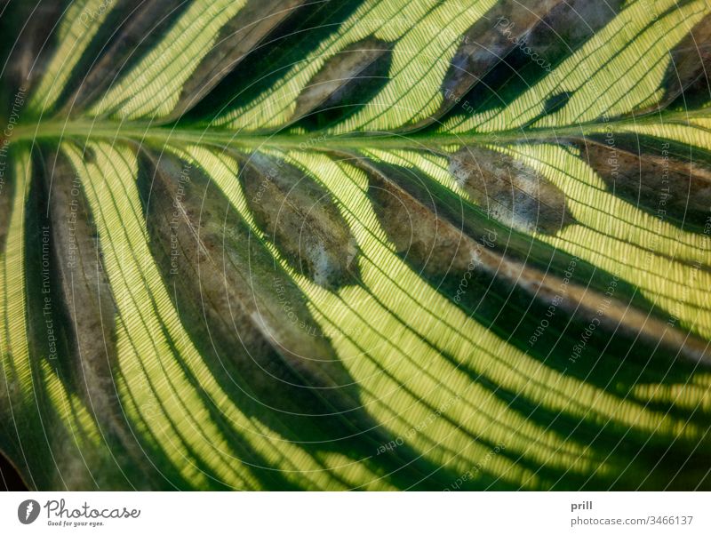 Nahaufnahme eines Calathea makoyana-Blattes calathea makoyana korbmarante maranta marantaceae pflanze tropisch immergrün ausschnitt laub pfeilwurz Fotosynthese