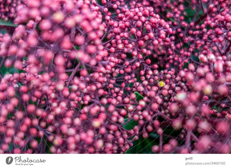 rosa Blütenknospen Nahaufnahme Knospe Fahne blühen Blütenblatt Hölle frühlingszeit hintergrund ausschnitt formatfüllend Natur natürlich pflanze gedeihend