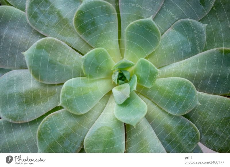 Nahaufnahme der Echeveria-Pflanze echeverie Crassulaceae sukkulent pflanze ausschnitt fleischig Blatt Natur natürlich botanik oben verziert Fahne saftig