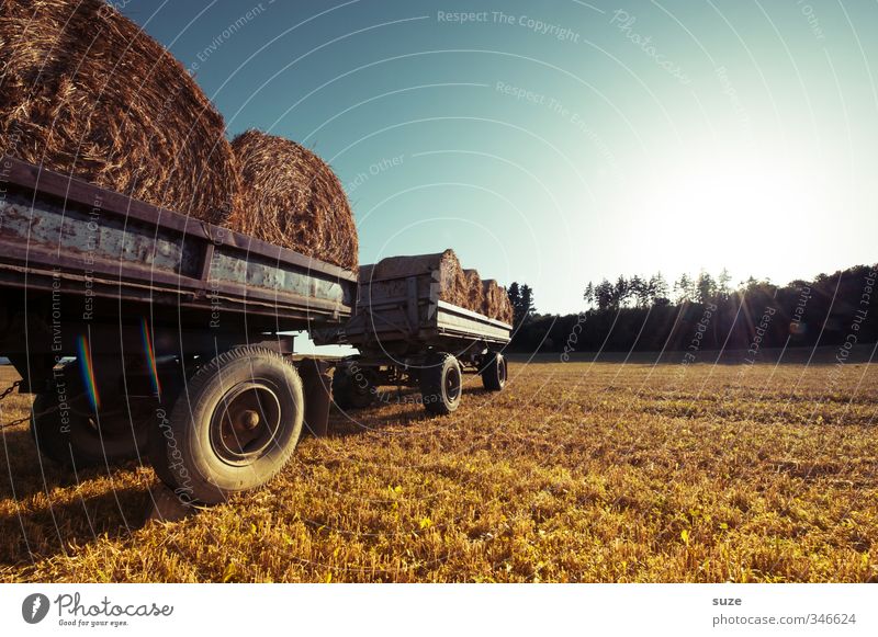 Feldwagen Getreide Sommer Landwirtschaft Forstwirtschaft Umwelt Natur Landschaft Himmel Horizont Schönes Wetter Wärme Nutzpflanze Fahrzeug Lastwagen Anhänger