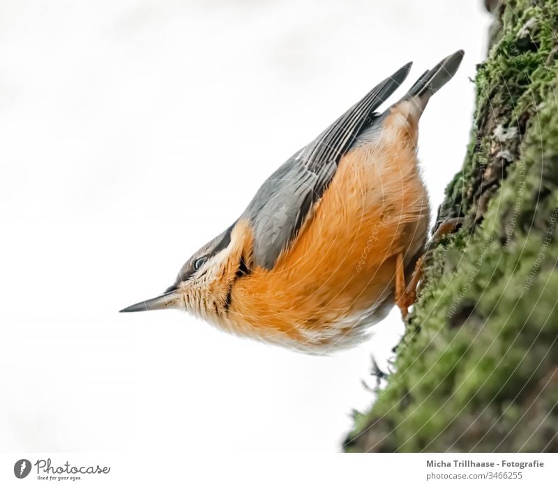 Kleiber kopfüber am Baumstamm Sitta europaea Vogel Tier Wildtier Kopf Tiergesicht Flügel Schnabel Auge Krallen Feder gefiedert hängen Blick beobachten nah