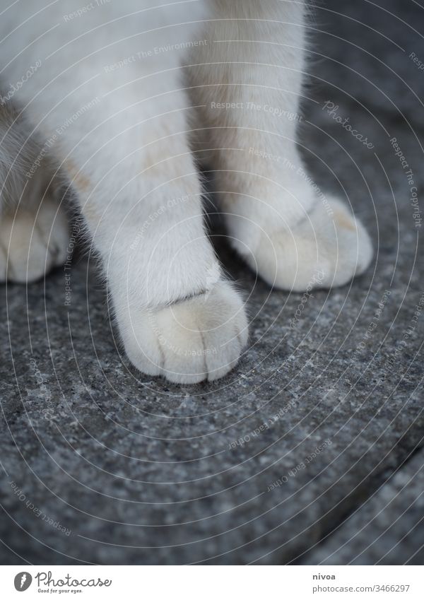 die Pfoten einer Katze Hauskatze Farbfoto Säugetier Haustier Tier Blick niedlich Schnurrhaar grau Tierporträt Fell weiß Sitzen Neugier 1 Nahaufnahme Katzenkopf