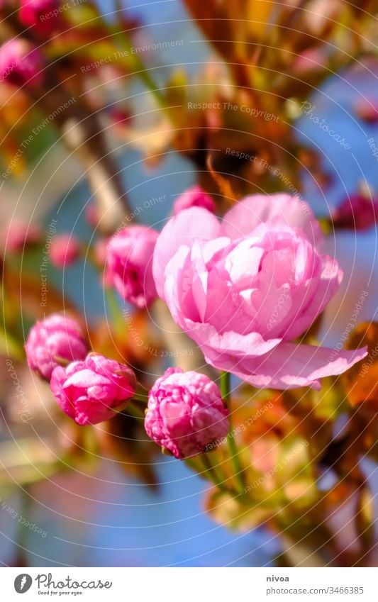 Blüten am Baum rosa Blume Natur Pflanze Außenaufnahme Nahaufnahme Farbfoto Makroaufnahme Menschenleer Blühend Frühling Sommer Blatt Blütenblatt Garten Duft Tag