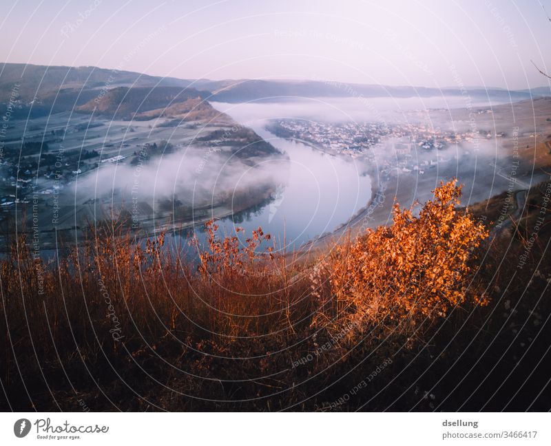 Mosel von oben, im leichten Nebel mit Herbstfarben herbstlich Herbstfärbung Mosel (Weinbaugebiet) moseltal Farbfoto Fluss Tourismus Landschaft Tag Weinberg