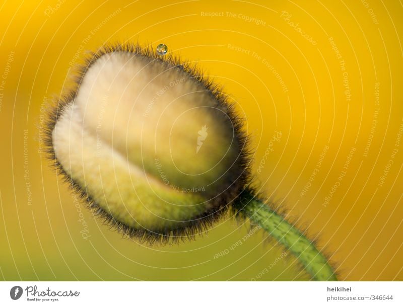 Zwischenstopp Umwelt Natur Landschaft Pflanze Tier Wassertropfen Himmel Frühling Sommer Schönes Wetter Blume Blüte Grünpflanze Mohn Mohnblüte Mohnkapsel