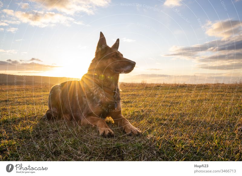 Deutscher Schäferhund sitzt auf der Wiese Hund sitzen beobachten Fell braun schwartz Schnauze Ohren Natur Landschaft Ortschaft Himmel Wolken aufpassen Wachhund