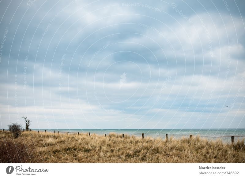 Ostsee ruhig Ausflug Ferne Strand Meer Landschaft Pflanze Himmel Wolken Herbst Klima Wind Baum Gras Sträucher Küste nass trocken blau braun Fernweh Horizont