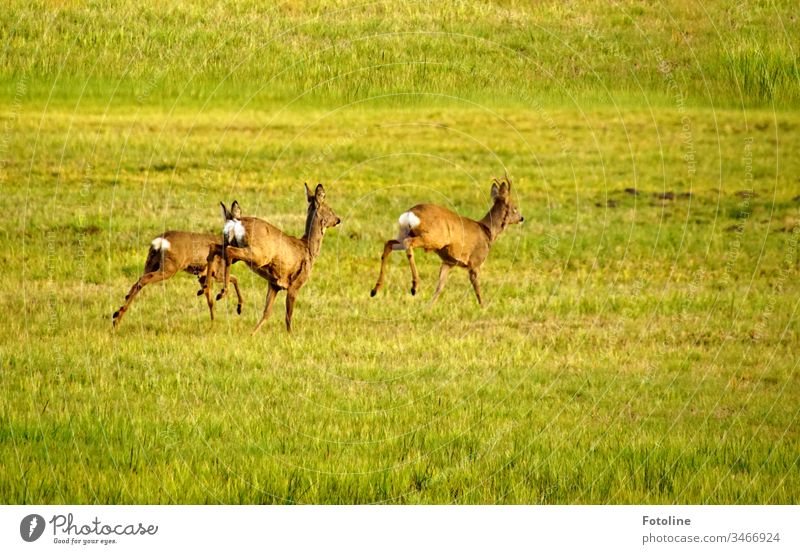 Frühsport - oder 3 Rehe die flüchteten als ich mich ein wenig zu forsch anpirschte Umwelt Natur Farbfoto Pflanze Außenaufnahme Landschaft Menschenleer Tag