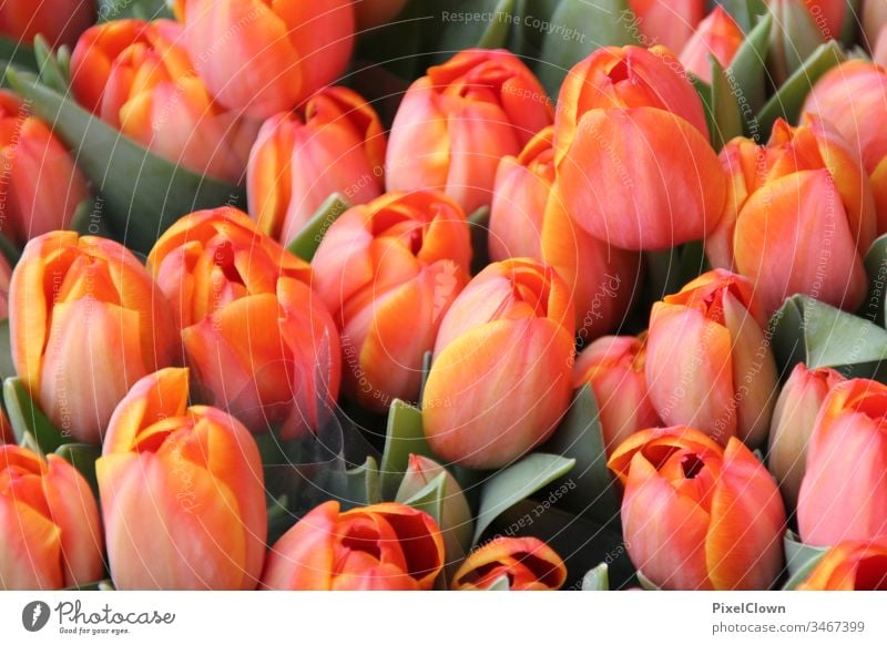 Tulpen Tulpenblüte Blume Blüte Natur flora Nahaufnahme orange Frühling schön