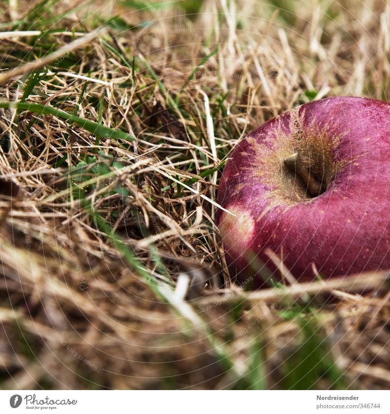 Reifes Früchtchen Lebensmittel Frucht Apfel Ernährung Bioprodukte Vegetarische Ernährung Diät Pflanze Wiese Wachstum Freundlichkeit Gesundheit mehrfarbig