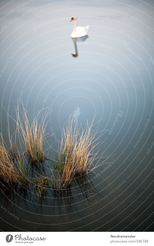 Mein lieber Schwan.... Natur Landschaft Pflanze Tier Wasser Gras Seeufer Teich 1 blau friedlich Einsamkeit Sinnesorgane stagnierend Stimmung Binsen